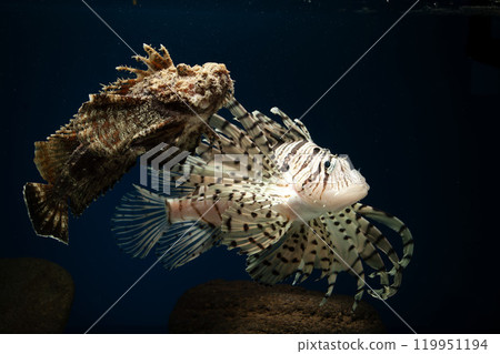 獅子魚、獅子魚、泳石魚、毒魚、虎魚、妖虎魚、自由軟鰩魚 119951194
