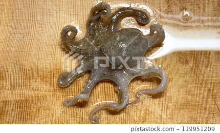 A live octopus dancing on a cypress cutting board A live octopus dancing on a cypress cutting board 119951209