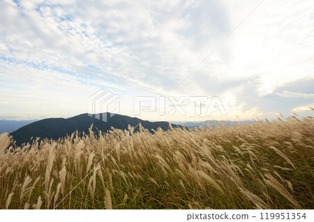 Autumn scenery in Japan with swaying pampas grass 119951354