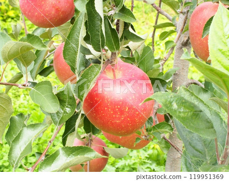Miyabi Fuji 7, a deep red, honey-filled Fuji apple grown in a densely-planted area Miyabi Fuji 7, a deep red, honey-filled Fuji apple grown in a densely-planted area 119951369