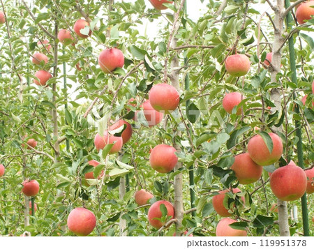 Miyabi Fuji 2, a Fuji apple grown in a densely planted area, is full of fruit. Miyabi Fuji 2, a Fuji apple grown in a densely planted area, is full of fruit. 119951378