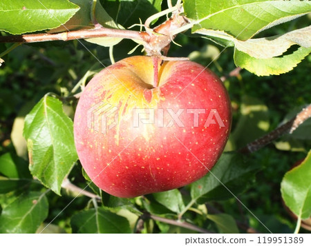 Miyabi Fuji，密集栽培的銹病的富士蘋果 119951389