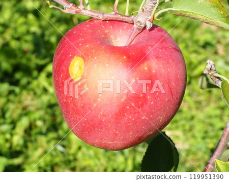 Miyabi Fuji 2，密植的銹病的富士蘋果 119951390