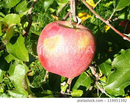 Miyabi Fuji 2,密集栽培的曬傷富士蘋果 Miyabi Fuji 2,密集栽培的曬傷富士蘋果 119951392