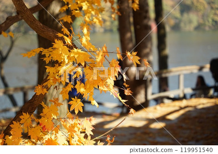 Maple tree of Nami Island, Chuncheon, Gangwon-do, Korea Maple tree of Nami Island, Chuncheon, Gangwon-do, Korea 119951540