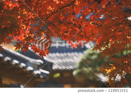 Maple Tree in Gapyeong, Gyeonggi-do, Korea 119951551