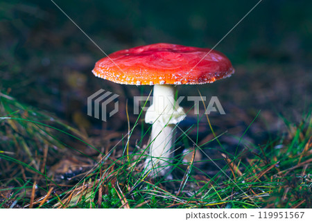 Mature Amanita Muscaria, Known as the Fly Agaric or Fly Amanita Mature Amanita Muscaria, Known as the Fly Agaric or Fly Amanita 119951567