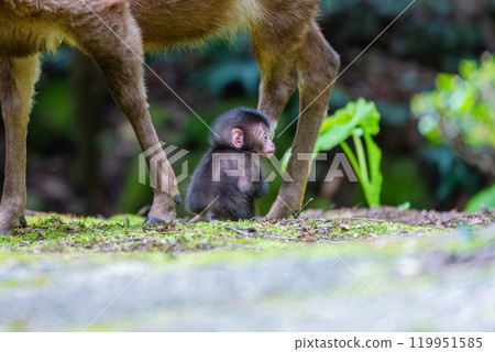Yakushima World Natural Heritage Monkeys and Deer (April) Yakushima Monkeys and Yakushima Deer Searching for Their Parents 119951585