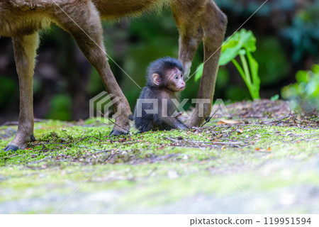 Yakushima World Natural Heritage Monkeys and Deer (April) Yakushima Monkeys and Yakushima Deer Searching for Their Parents 119951594