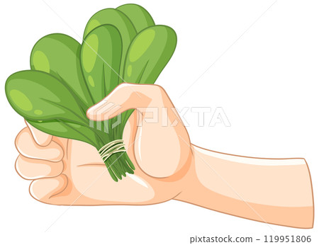 Hand Holding Fresh Green Spinach Bunch Hand Holding Fresh Green Spinach Bunch 119951806