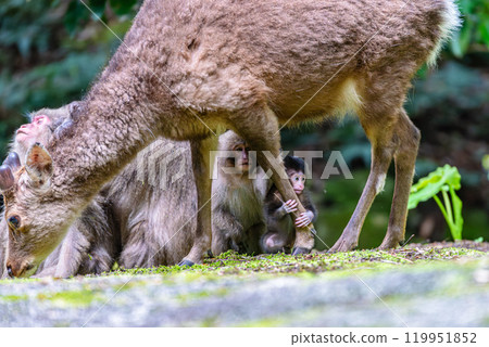 A baby Yakuza monkey grabs the leg of a Yakushima deer, a World Natural Heritage site (spring) A baby Yakuza monkey grabs the leg of a Yakushima deer, a World Natural Heritage site (spring) 119951852