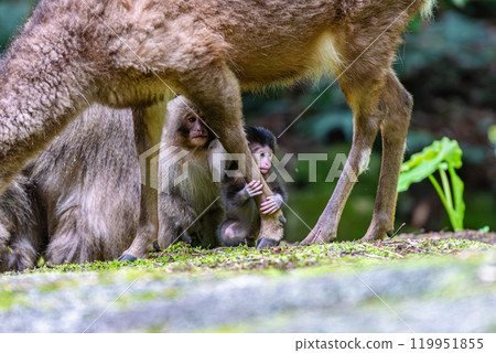 A baby Yakuza monkey grabs the leg of a Yakushima deer, a World Natural Heritage site (spring) 119951855
