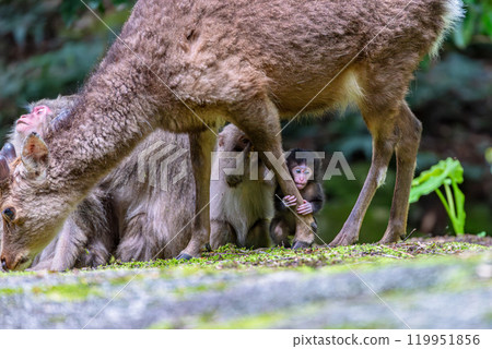 A baby Yakuza monkey grabs the leg of a Yakushima deer, a World Natural Heritage site (spring) A baby Yakuza monkey grabs the leg of a Yakushima deer, a World Natural Heritage site (spring) 119951856