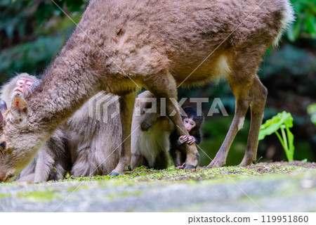 A baby Yakuza monkey grabs the leg of a Yakushima deer, a World Natural Heritage site (spring) 119951860