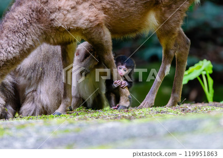 屋久島世界自然遺產地的猴子和鹿（4 月） 屋久猴寶寶抓住屋久鹿的腿 119951863