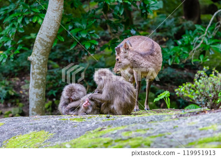 Yakushima World Heritage Site (Spring) - Yakushima Monkeys Wary of Yaku Deer 119951913
