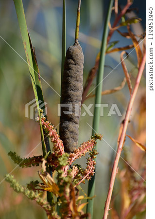 Cattail head and octopus leg Cattail head and octopus leg 119951940