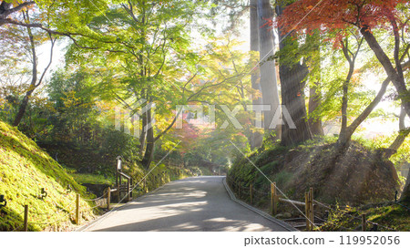 World Heritage Site Chusonji Temple: Autumn Tsukimizaka Hill: A quiet morning with sunlight shining through, Iwate Prefecture 119952056