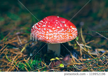 Mature Amanita Muscaria, Known as the Fly Agaric or Fly Amanita Mature Amanita Muscaria, Known as the Fly Agaric or Fly Amanita 119952196