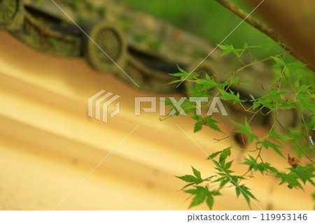 Maple leaves hanging on the railing 119953146