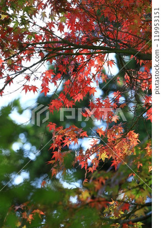 Maple leaves which turned red leaves 119953151