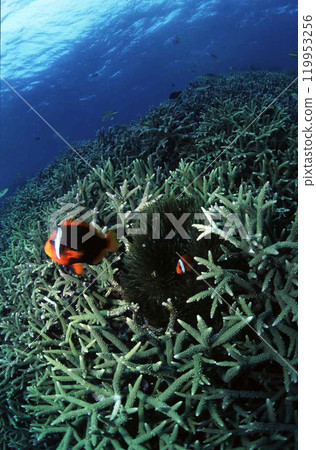 珊瑚礁小丑魚 珊瑚礁小丑魚 119953256