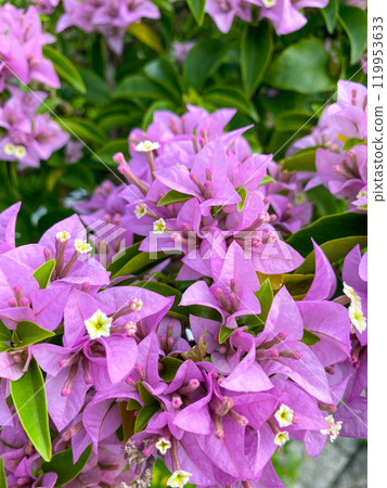 Ornamental plant with pink flowers. Bougainvillea plant. Philippines. 119953633