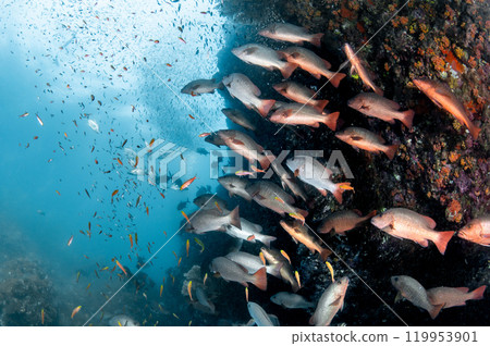 Group of Barramundi fish staring at a school of small fish at Richelieu Rock, Thailand Group of Barramundi fish staring at a school of small fish at Richelieu Rock, Thailand 119953901
