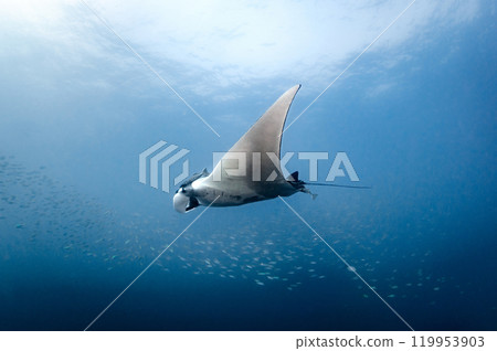 Giant oceanic manta ray chasing small fishes swimming in the blue water of Andaman Sea Giant oceanic manta ray chasing small fishes swimming in the blue water of Andaman Sea 119953903
