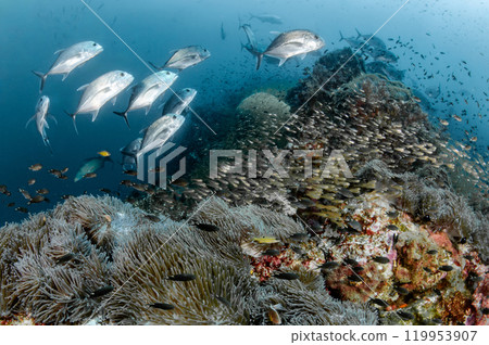 School of Giant trevally fish and glassfish swimming over  coral reef at Richelieu Rock 119953907