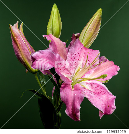 Pink Oriental lily Josephine on a green background 119953959