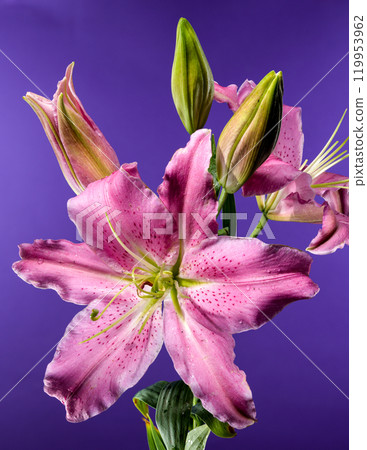 Pink Oriental lily Josephine on a purple background 119953962