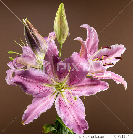 Pink Oriental lily Josephine on a brown background Pink Oriental lily Josephine on a brown background 119953965