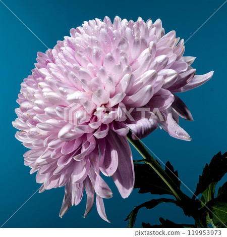 Pink chrysanthemum Rossano dark on a blue background Pink chrysanthemum Rossano dark on a blue background 119953973