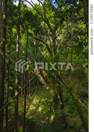 The rising waterfall, Mimuro Falls, and moss-covered trees The rising waterfall, Mimuro Falls, and moss-covered trees 119953980