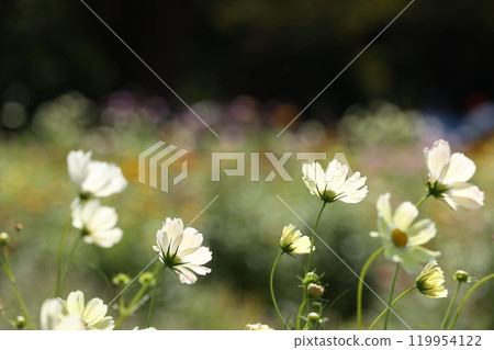 五顏六色的波斯菊花 五顏六色的波斯菊花 119954122
