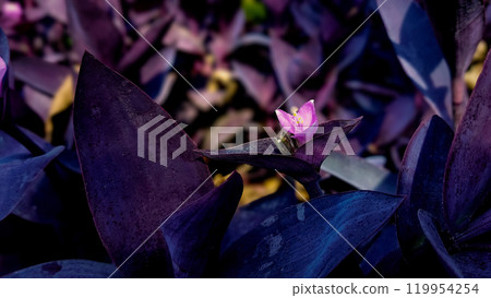Purple Haze: A Botanical Masterpiece Flowers; Tradescantia Pallida Purple Haze: A Botanical Masterpiece Flowers; Tradescantia Pallida 119954254