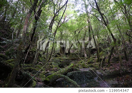 Yakushima, Yakusugi trekking 119954347