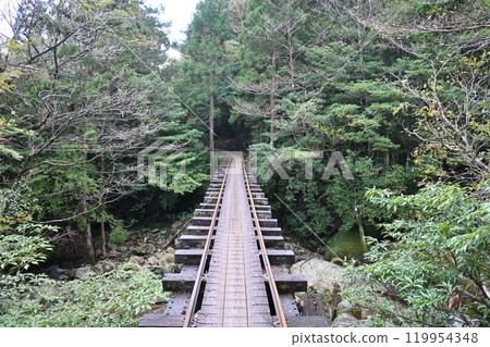 屋久島、屋久杉健行 119954348