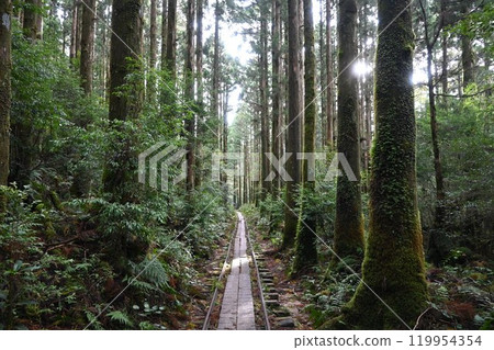 屋久島、屋久杉健行 119954354