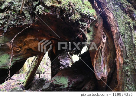 屋久島、屋久杉健行 119954355