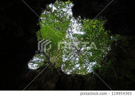 Yakushima, Yakusugi trekking Yakushima, Yakusugi trekking 119954365