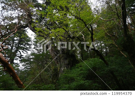 屋久島、屋久杉健行 119954370