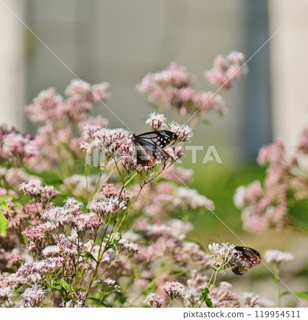 A Monarch butterfly playing with a Japanese lily A Monarch butterfly playing with a Japanese lily 119954511