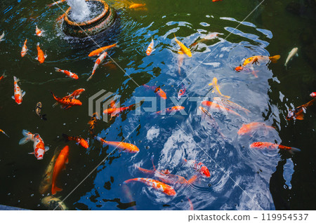 Colorful Japanese carp or Koi fishes swim in pond at a pagoda in Asia 119954537