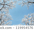 Cherry blossoms in full bloom shining in the blue sky 119954576