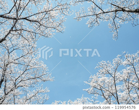 Cherry blossoms in full bloom shining in the blue sky 119954576