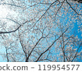 Cherry blossoms in full bloom shining in the blue sky 119954577
