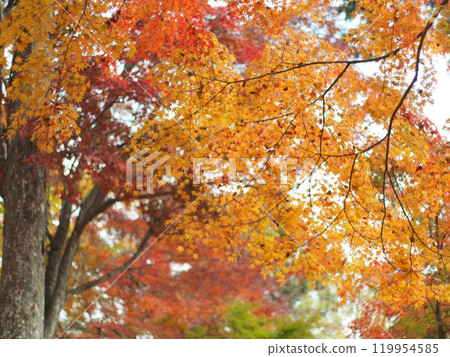 Maple leaves which turned red leaves 119954585