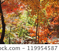 Autumn leaves 119954587